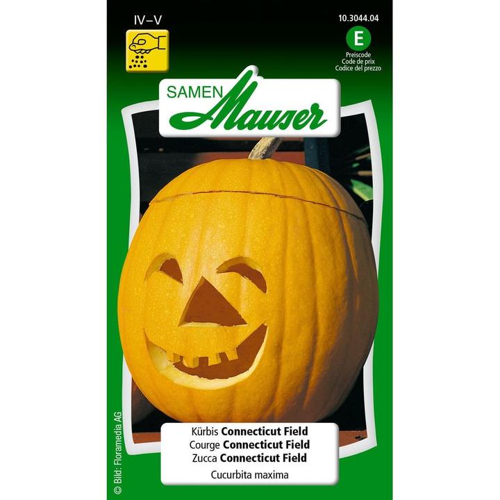 Actual product image Samen Mauser Connecticut Field Pumpkin (Vegetable seeds)