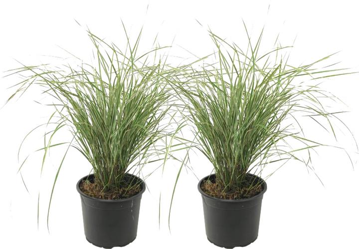 Image du produit Plant in a Box Calamagrostis acutiflora x 'Overdam' - Lot de 2 autruches (20 cm)