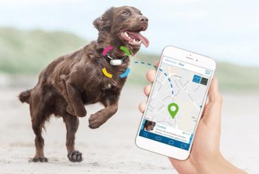 Actual product image Prothelis Locating system Greta (Vault, Dog)