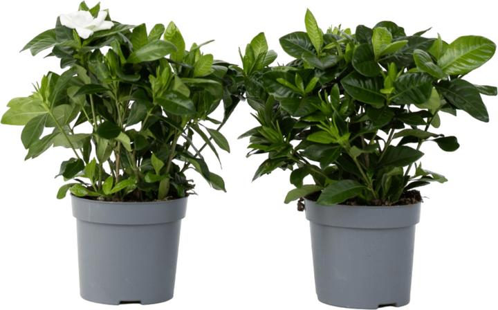 Immagine prodotto Plant in a Box Gardenia Jasminoides (20 cm)