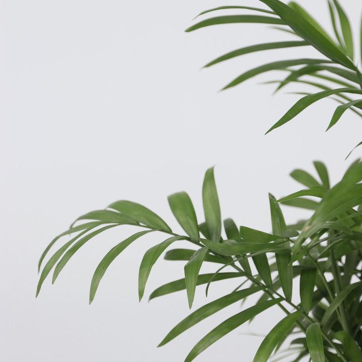 Produktbild Plant in a Box Chamaedorea elegans - Bergpalme (30 cm)