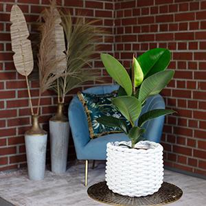 Image du produit Flowerbox Ficus elastica "Robusta (50 cm)