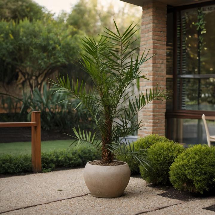 Produktbild Plant in a Box Phoenix canariensis (80 cm)