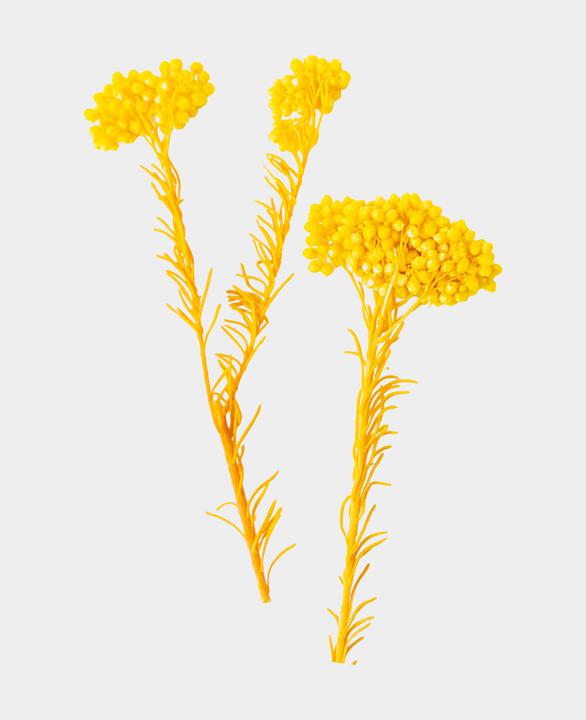 Actual product image I Am Creative Dried flowers Strawflower (Dried flowers)