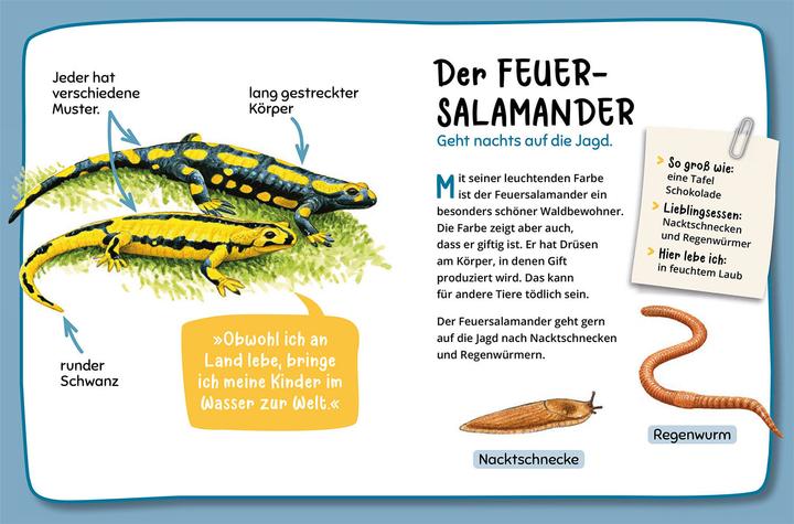 Actual product image Kosmos Mein erster Naturführer, Was lebt im Wald? (German, Julia Hiller, 2023)