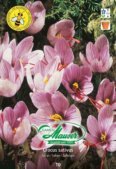 Actual product image Samen Mauser Crocus sativus saffron, 10 tubers (Plant seeds)