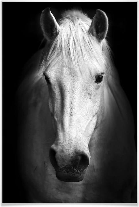 Produktbild Trenddeko White Horse (60 x 90 cm)