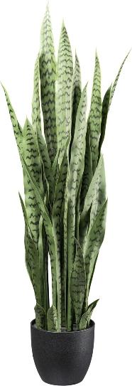 Actual product image Gasper Schwiegermutterzunge (110 cm)