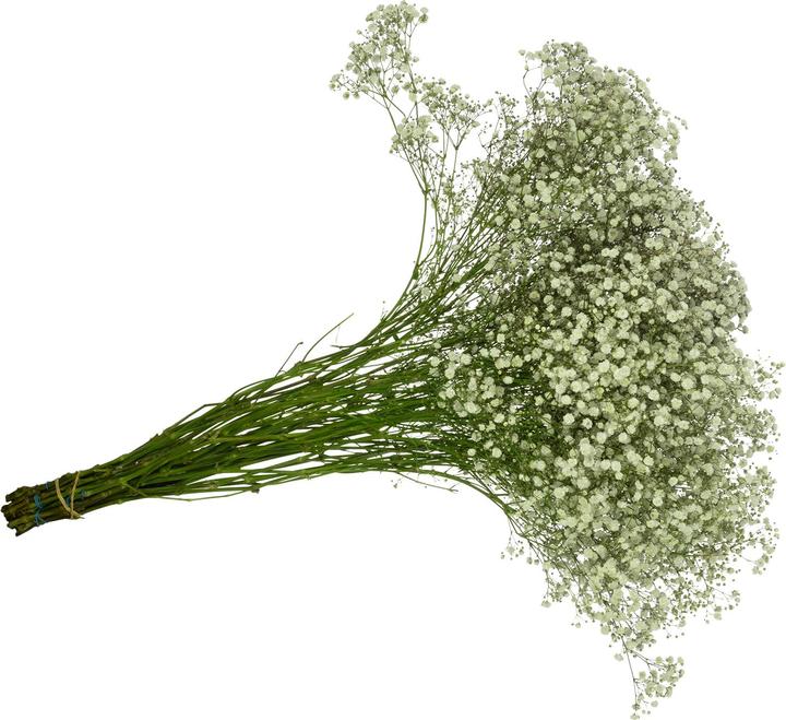 Immagine prodotto Flowerbox Grappolo di alito di bambino - Gypsophila paniculata Xlence (Fiori recisi)