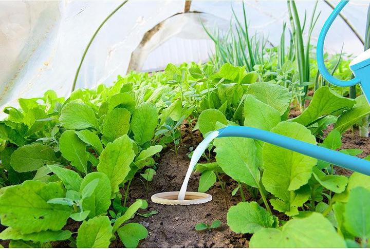 Immagine prodotto Royal Gardineer Set di 3 palline di terracotta per innaffiare le aiuole del giardino, 3 litri (Palline per l'irrigazione)