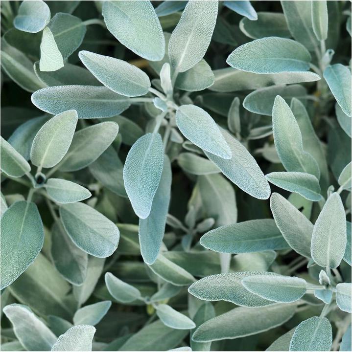 Produktbild Rausch Salbei Silberglanz-Spülung (200 ml)