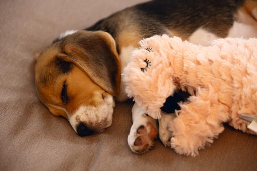 Actual product image Beeztees Cuddle Toys and Heartbeat Simulator (Puppy Toy, Plush toy dog)