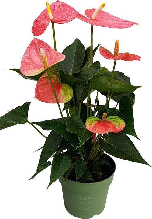Actual product image Plant in a Box Anthurium 'Colorado Pink" - (40 cm)