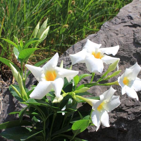 Säntispracht Set de 3 fleurs en entonnoir - Dipladenia Bella White (150 cm)