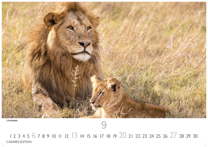 Immagine prodotto Big Cats 2026 S 24x35cm (24 x 35 cm, Tedesco)