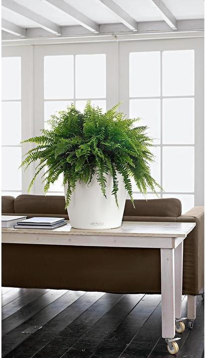Produktbild Lechuza Classico Color (34.50 cm)