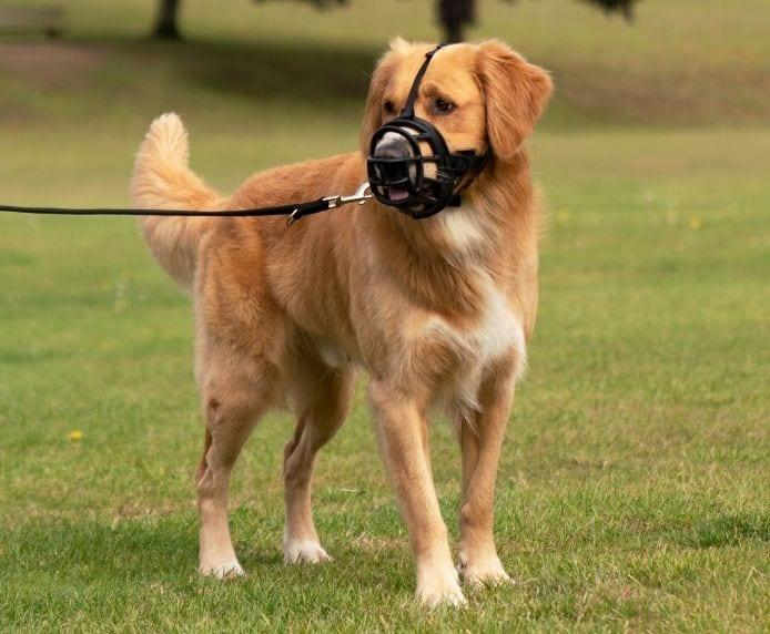 Produktbild Company of Animals Ultra-Maulkorb Baskerville (3, Hund, Allgemein)