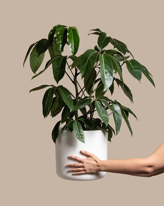 Immagine prodotto feey Schefflera amate (105 cm, Appena rinvasata)