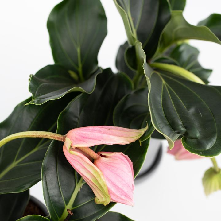 Produktbild Plant in a Box Medinilla Magnifica - 2er Set Rosenmedinilla (40 cm)