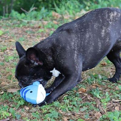 Immagine prodotto Croci Pesce ballerino Spa per cani 27x7cm (Gioco da masticare per cani)
