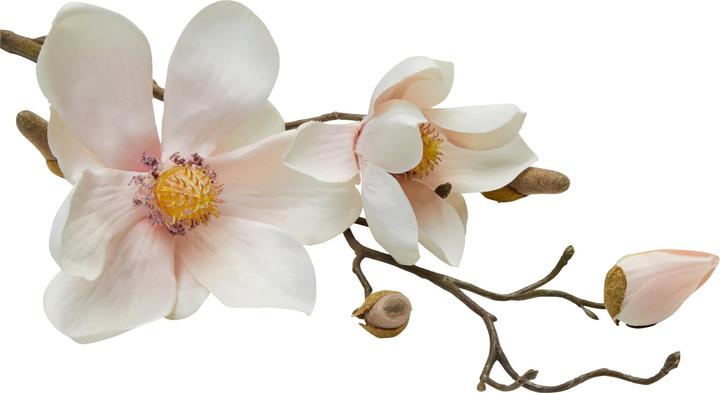 Image du produit micasa Magnolia (50 cm)