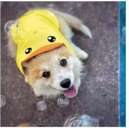Actual product image Croci Amtra mackintosh duck 45 cm (45, Dog raincoat)