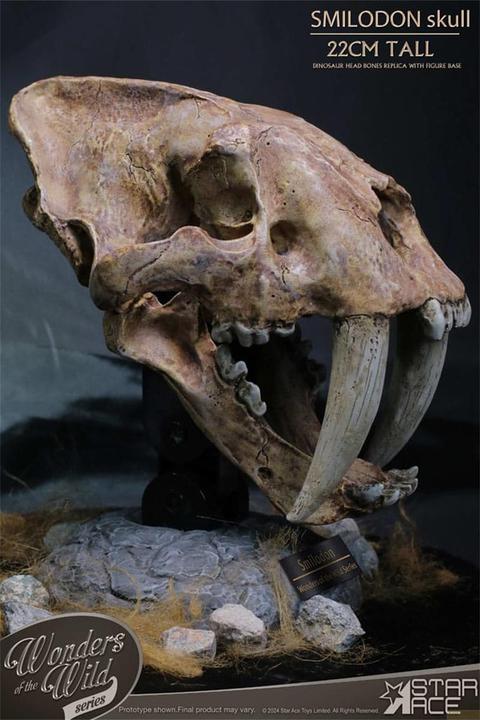 Actual product image Star Ace Toys Wonders of the Wild Series Statue Smilodon Skull Fossil 22 cm