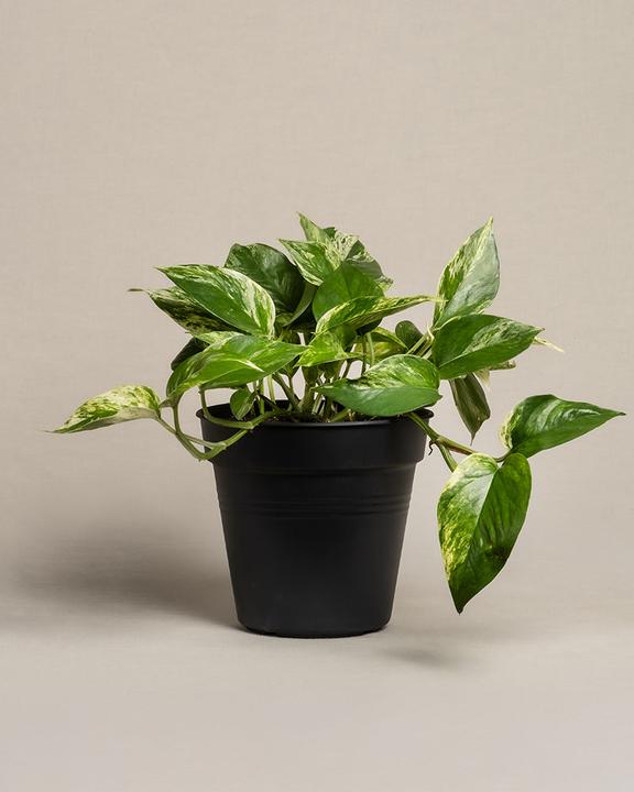 Produktbild feey Grosse Efeutute Marble Queen (35 cm, Frisch umgetopft)