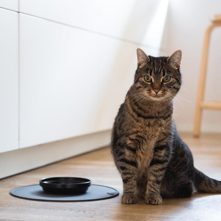 Actual product image LucyBalu BOWL Porzellan Katzennapf