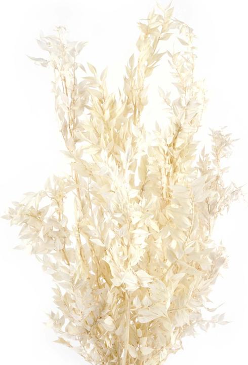 Actual product image Geschenkkörbe CH Ruscus dried flowers, white (Dried flowers)