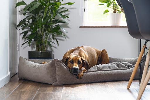 Immagine prodotto Beeztees Veo (Cane)
