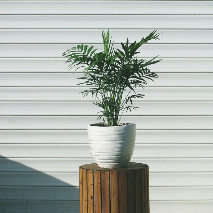 Produktbild Plant in a Box Chamaedorea elegans - Bergpalme (30 cm)