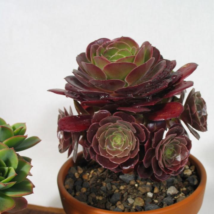 Immagine prodotto Kakteen Gautschi Set Aeonium (30 cm)