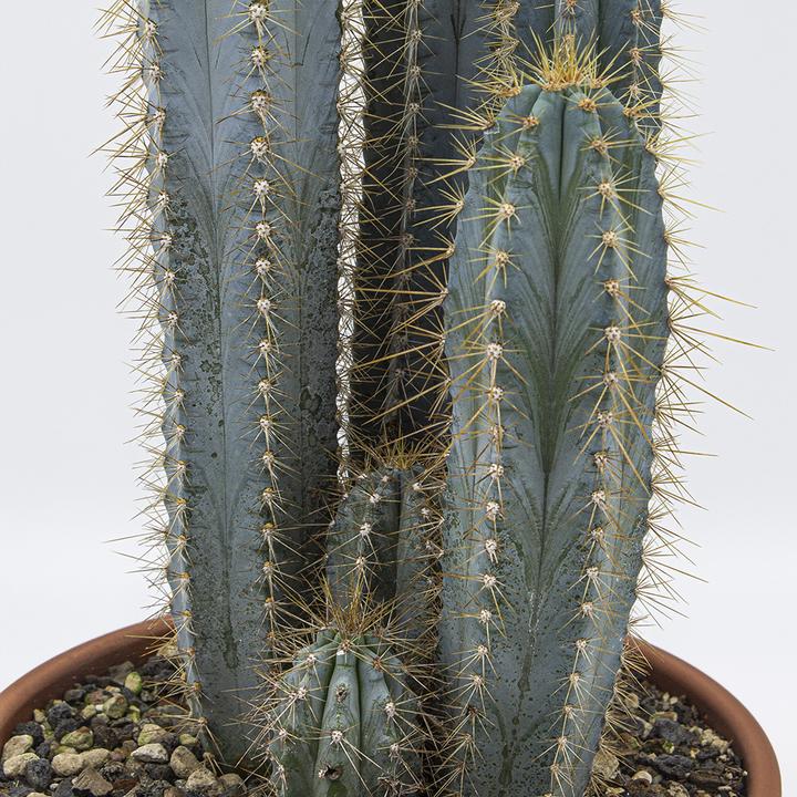 Image du produit Kakteen Gautschi Groupe Pilosocereus azureus (40 cm)