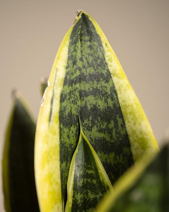 Actual product image feey Little mother-in-law's tongue (25 cm, Freshly repotted)