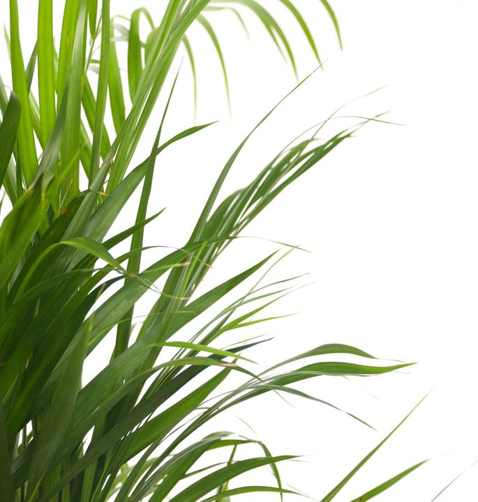 Image du produit Plant in a Box Dypsis Lutescens - Palmier à fruits d'or d'Areca (60 cm)