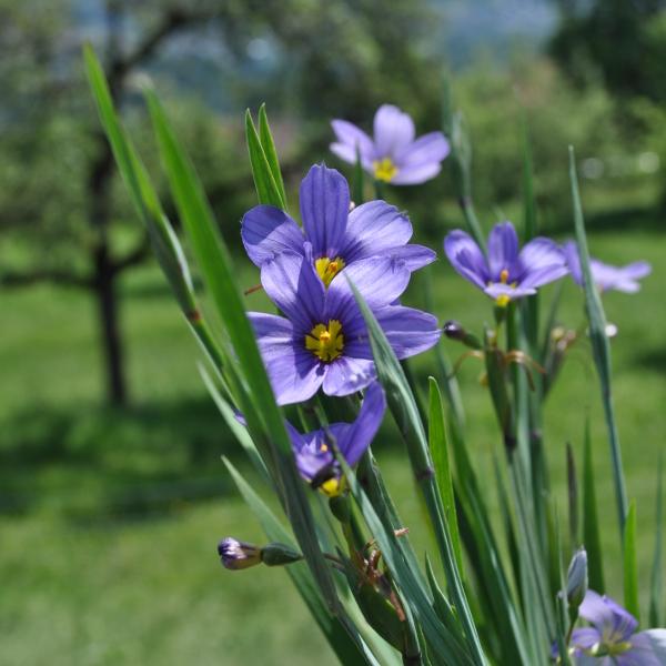 Immagine prodotto Säntispracht Set di 3, Il giglio sempreverde - Sisyrinchium angustifolium Lucerna (20 cm)