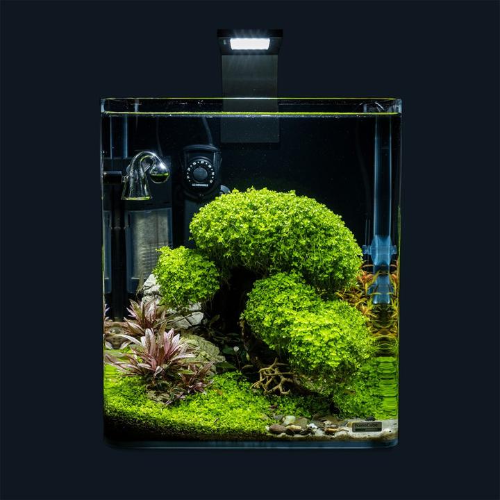 Immagine prodotto Dennerle Decorazione Bonsai Box (Decorazione, Albero)