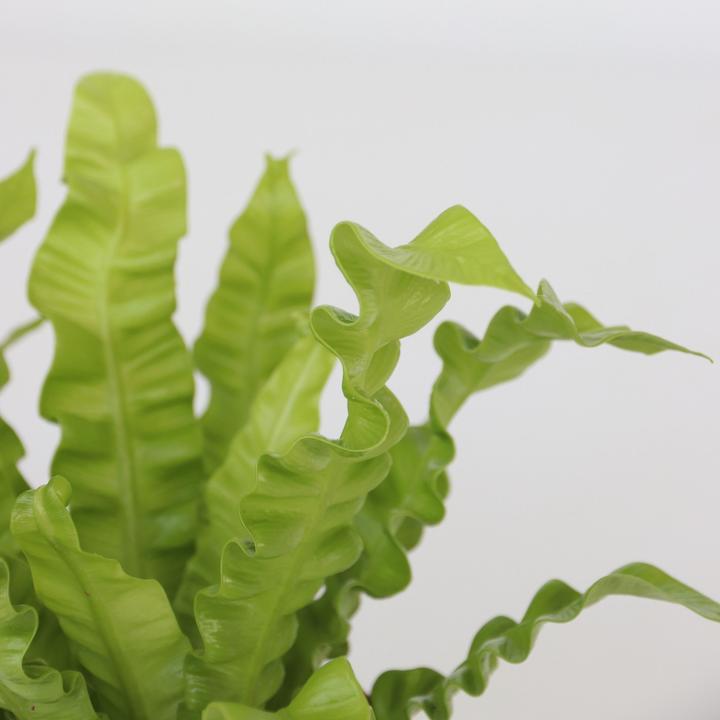 Produktbild Plant in a Box Areca, Asplenium, Clusia, Philodendron, Spathiphyllum - 5er Mischung Lufreinigende pflanzen (25 cm)