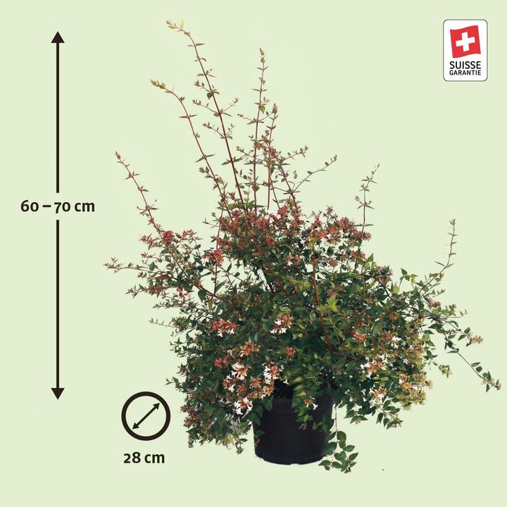 Immagine prodotto Zulauf Grossblütige Abelie / Abelia x grandiflora (70 cm)