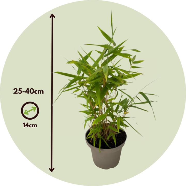 Actual product image Plant in a Box Fargesia nitida 'Black Dragon' - Bambus (25 cm)