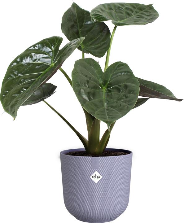 Image du produit Elho Jazz rond (23 cm)