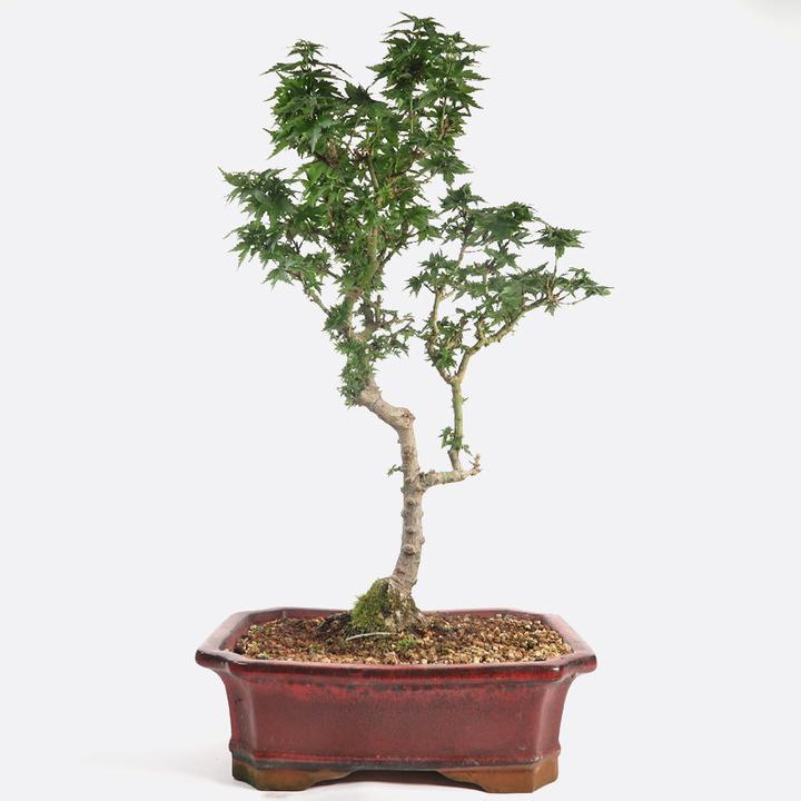 Produktbild Bonsai.ch Acer palmatum shishigashira Löwenkopfahorn cm (26.50 cm)