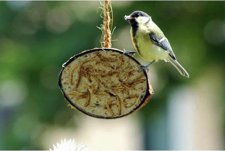Immagine prodotto Dobar Noce di cocco (10 x, 2.80 kg)