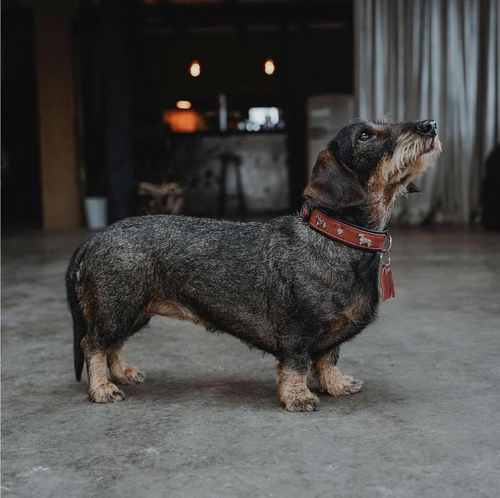 Immagine prodotto Hunter Collare bassotto Monaco 37/XS-S, pelle di vacchetta (37, Cane, Generale)