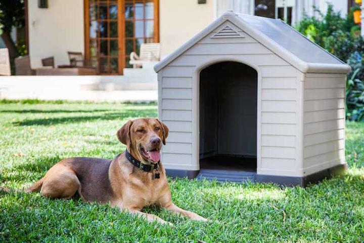 Actual product image Curver Dog House - House For (Dog kennel)