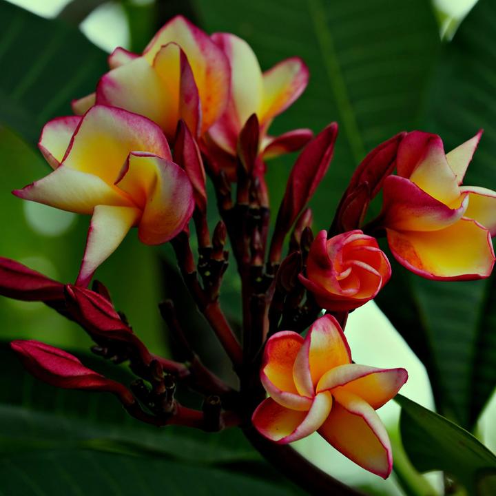 Produktbild Plant in a Box Plumeria Frangipani - Hawaii pflanze (54 cm)