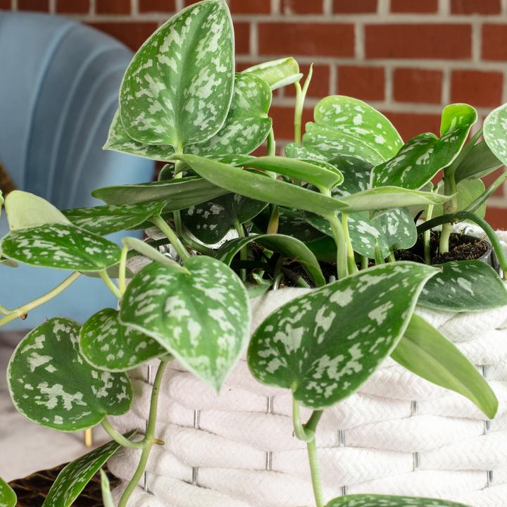 Actual product image Flowerbox Spotted Ivy - Scindapsus pictus 'Argyraeus' (15 cm)