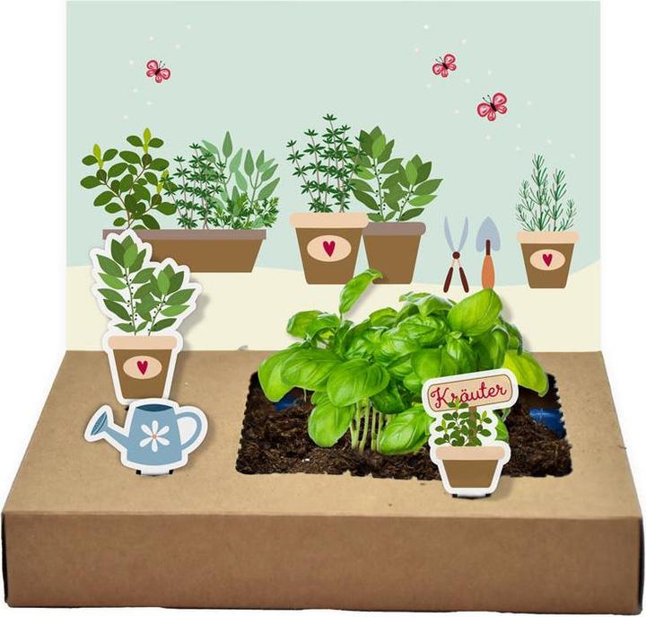 Actual product image Wunderle Mini-Garten Küchenkräuter