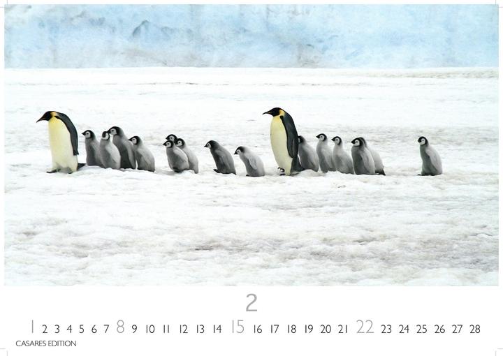Actual product image Pinguine 2026 S 24x35cm (24 x 35 cm, German)